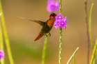 Trinidad. Ruby topaz hummingbird feeding on vervain flowers. Art Print